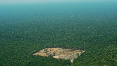 Photo de Record de déforestation en Amazonie brésilienne