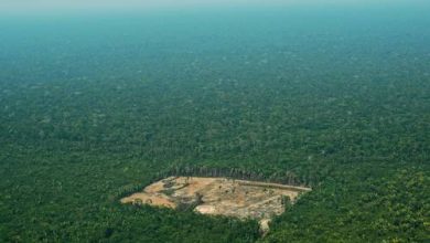 Photo de Record de déforestation en Amazonie brésilienne
